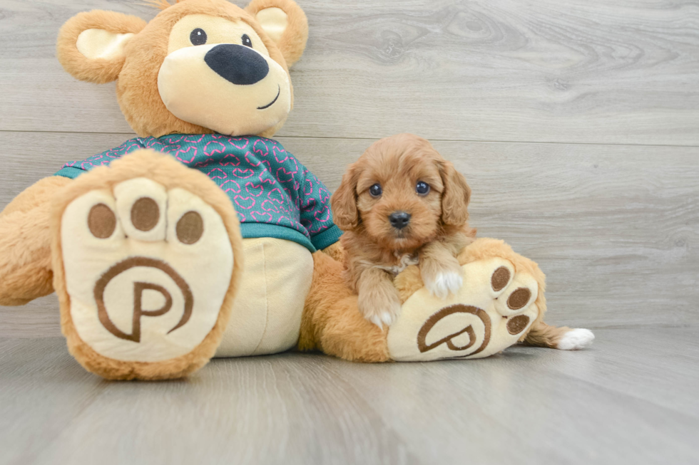 Small Cavapoo Baby