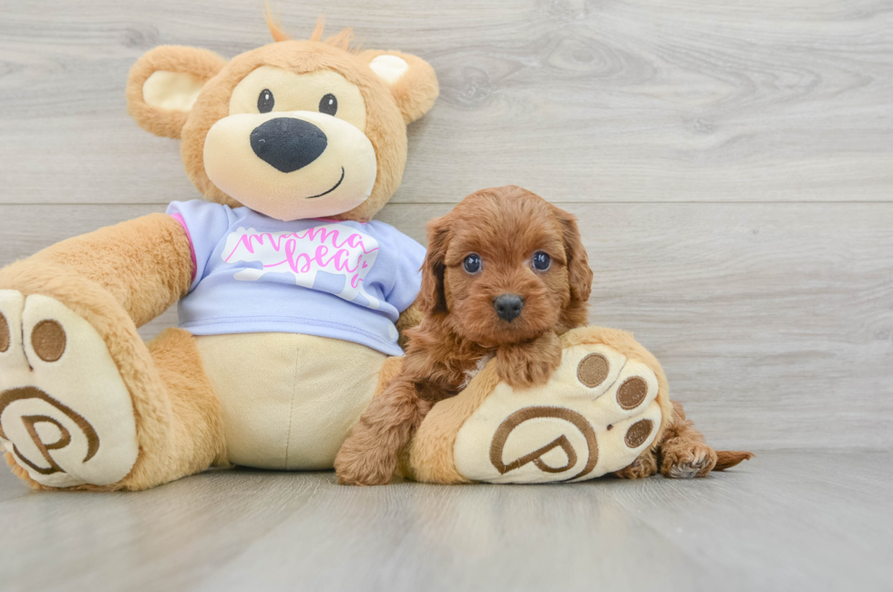 6 week old Cavapoo Puppy For Sale - Florida Fur Babies