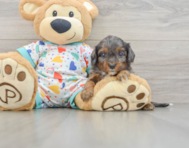 8 week old Cavapoo Puppy For Sale - Florida Fur Babies