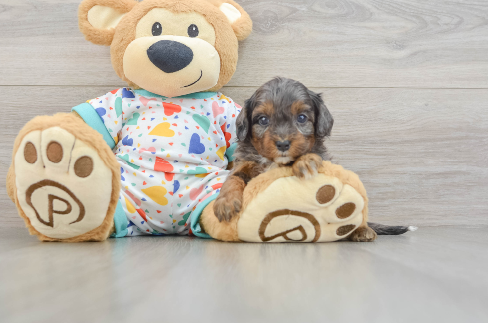 6 week old Cavapoo Puppy For Sale - Florida Fur Babies