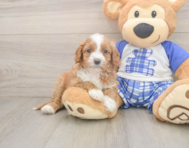 7 week old Cavapoo Puppy For Sale - Florida Fur Babies