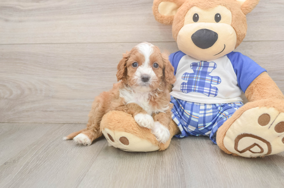 5 week old Cavapoo Puppy For Sale - Florida Fur Babies