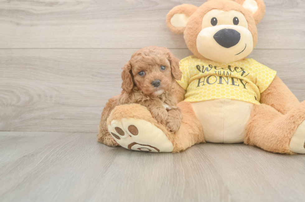 5 week old Cavapoo Puppy For Sale - Florida Fur Babies