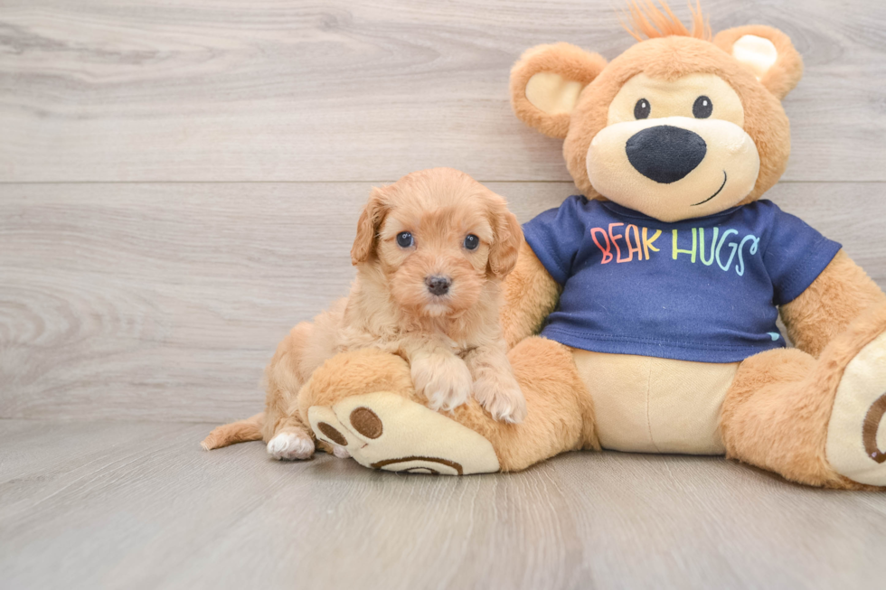 Cavapoo Puppy for Adoption