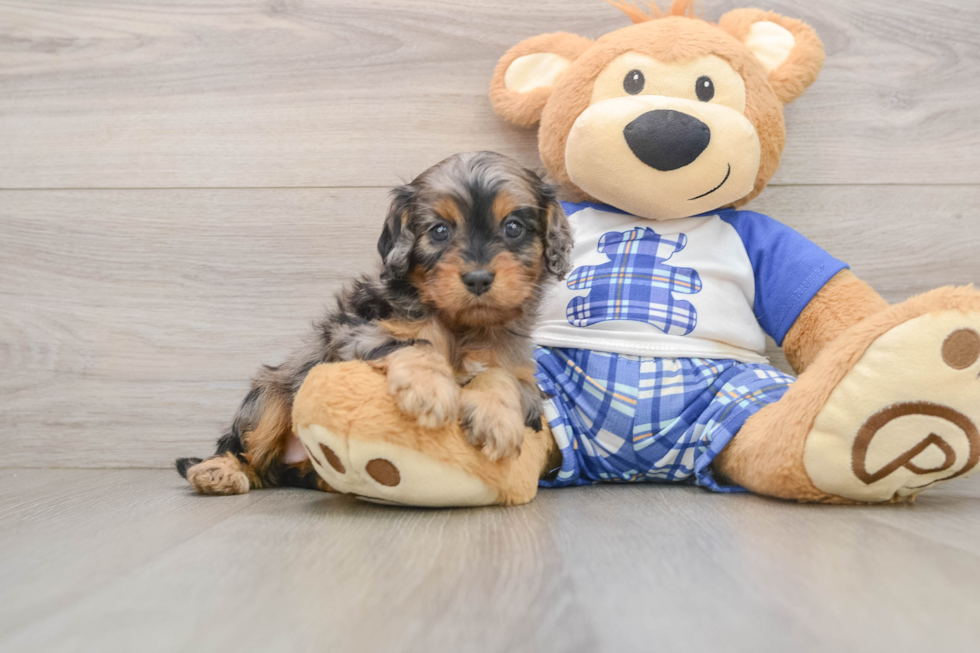 Cavapoo Puppy for Adoption