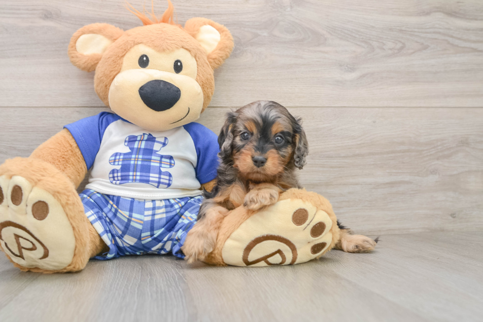 Cavapoo Puppy for Adoption