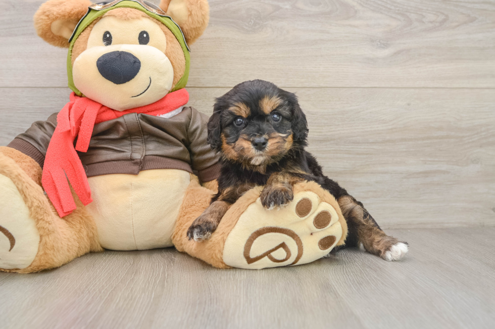 Cavapoo Pup Being Cute