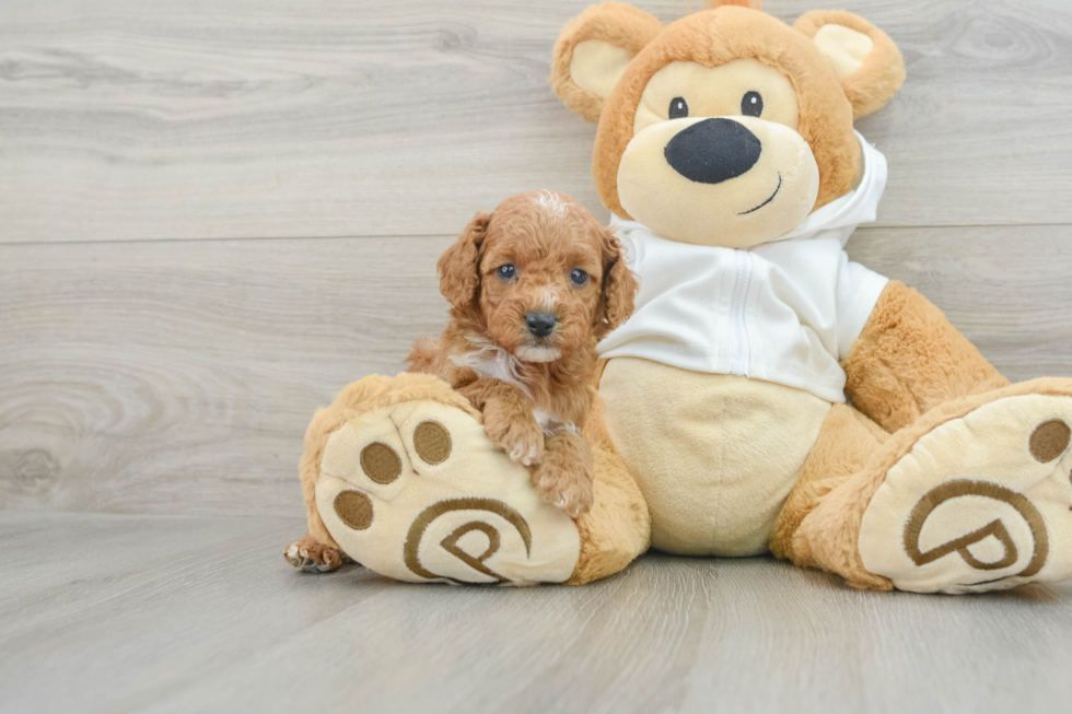 Sweet Cavapoo Baby