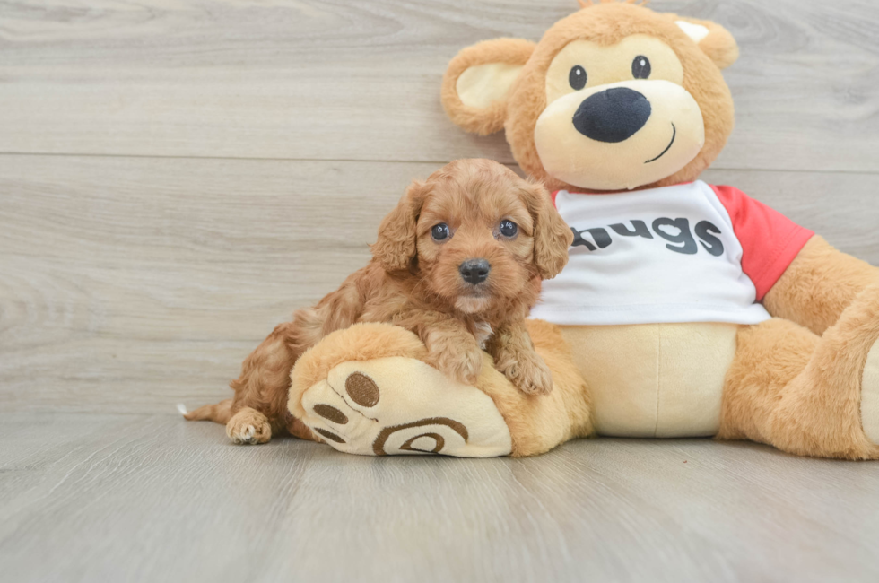 6 week old Cavapoo Puppy For Sale - Florida Fur Babies