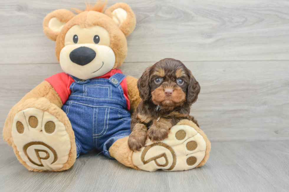 5 week old Cavapoo Puppy For Sale - Florida Fur Babies