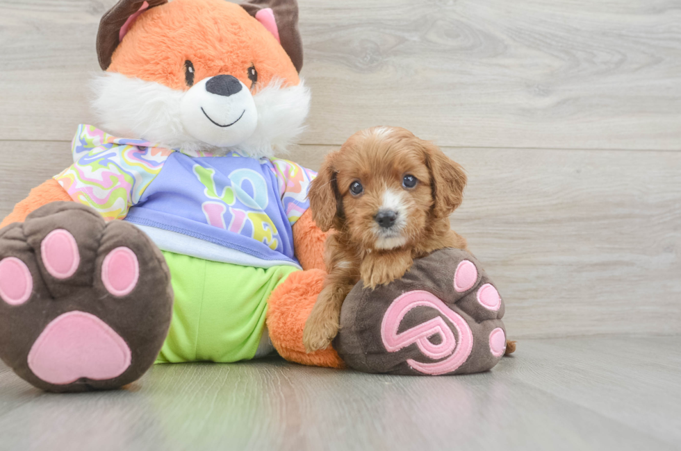 5 week old Cavapoo Puppy For Sale - Florida Fur Babies