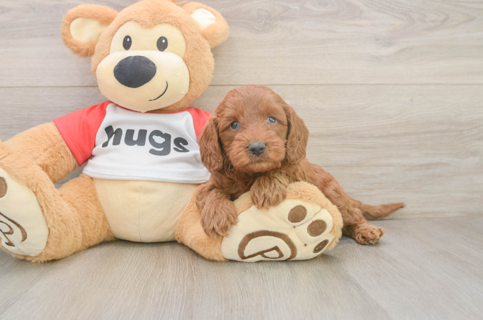 5 week old Cavapoo Puppy For Sale - Florida Fur Babies