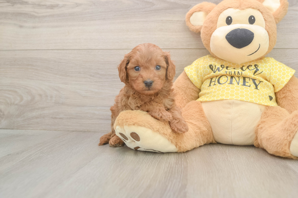 5 week old Cavapoo Puppy For Sale - Florida Fur Babies