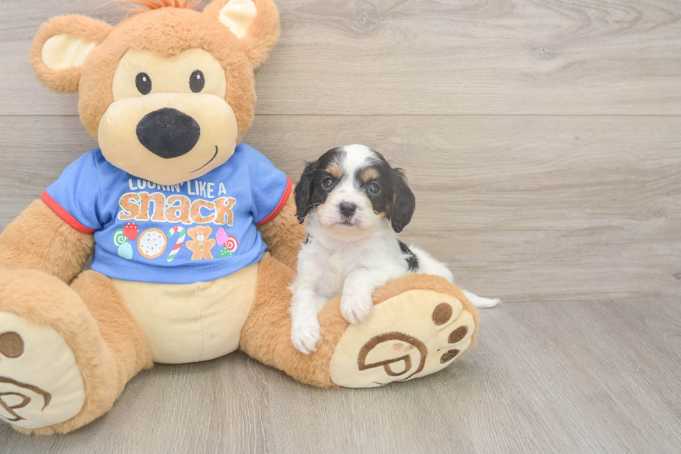 Friendly Cavapoo Baby