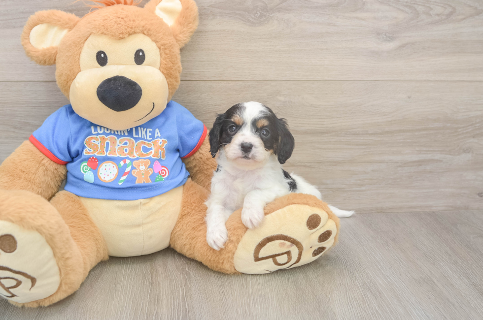 5 week old Cavapoo Puppy For Sale - Florida Fur Babies
