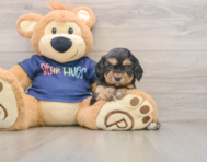 8 week old Cavapoo Puppy For Sale - Florida Fur Babies