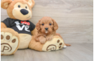 Cavapoo Puppy for Adoption