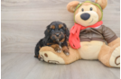 Little Cavipoo Poodle Mix Puppy