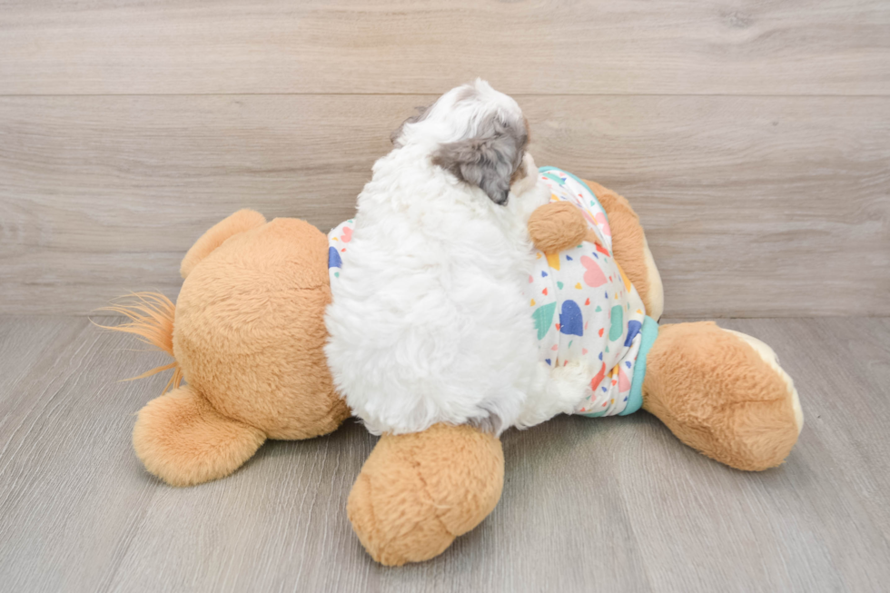 Cavapoo Pup Being Cute