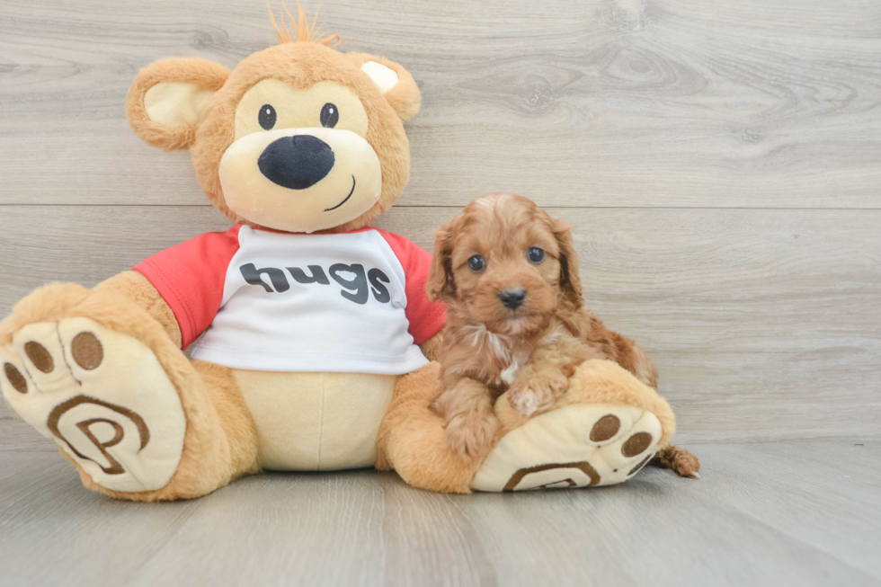 Cavapoo Puppy for Adoption