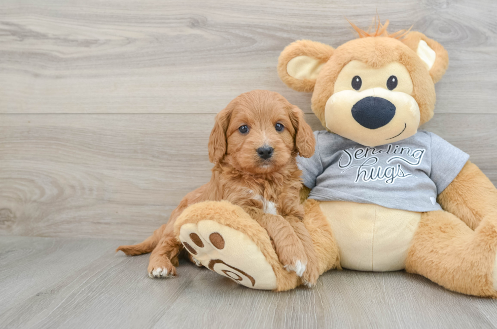 5 week old Cavapoo Puppy For Sale - Florida Fur Babies