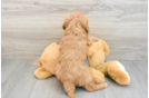 Energetic Cavoodle Poodle Mix Puppy