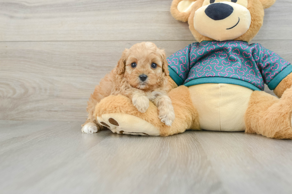 6 week old Cavapoo Puppy For Sale - Florida Fur Babies