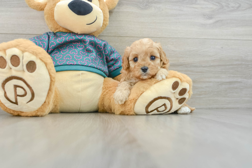 Best Cavapoo Baby