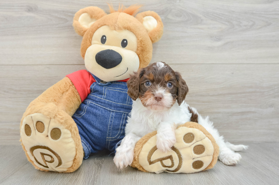 5 week old Cavapoo Puppy For Sale - Florida Fur Babies