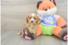 Happy Cavapoo Baby