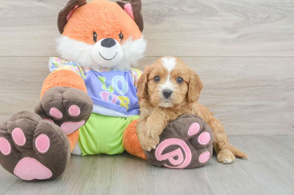 5 week old Cavapoo Puppy For Sale - Florida Fur Babies
