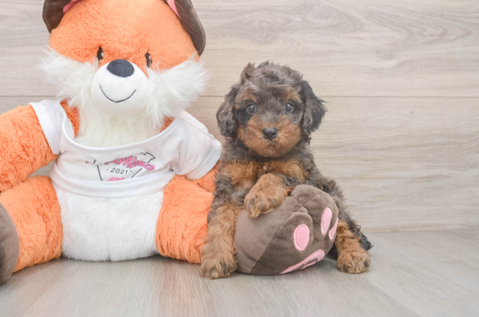 5 week old Cavapoo Puppy For Sale - Florida Fur Babies