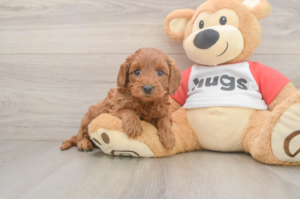 5 week old Cavapoo Puppy For Sale - Florida Fur Babies