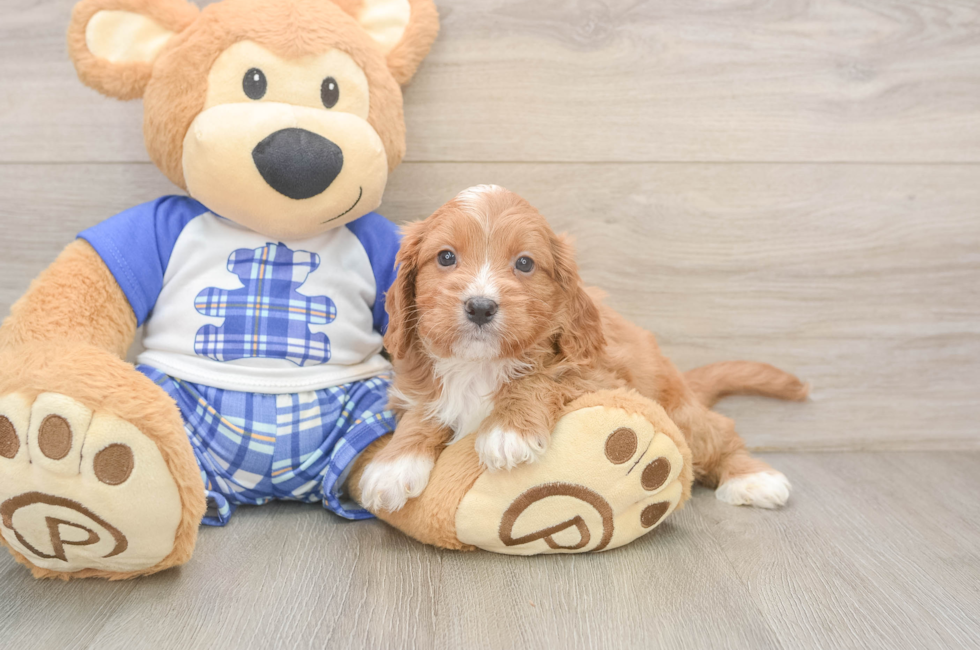5 week old Cavapoo Puppy For Sale - Florida Fur Babies