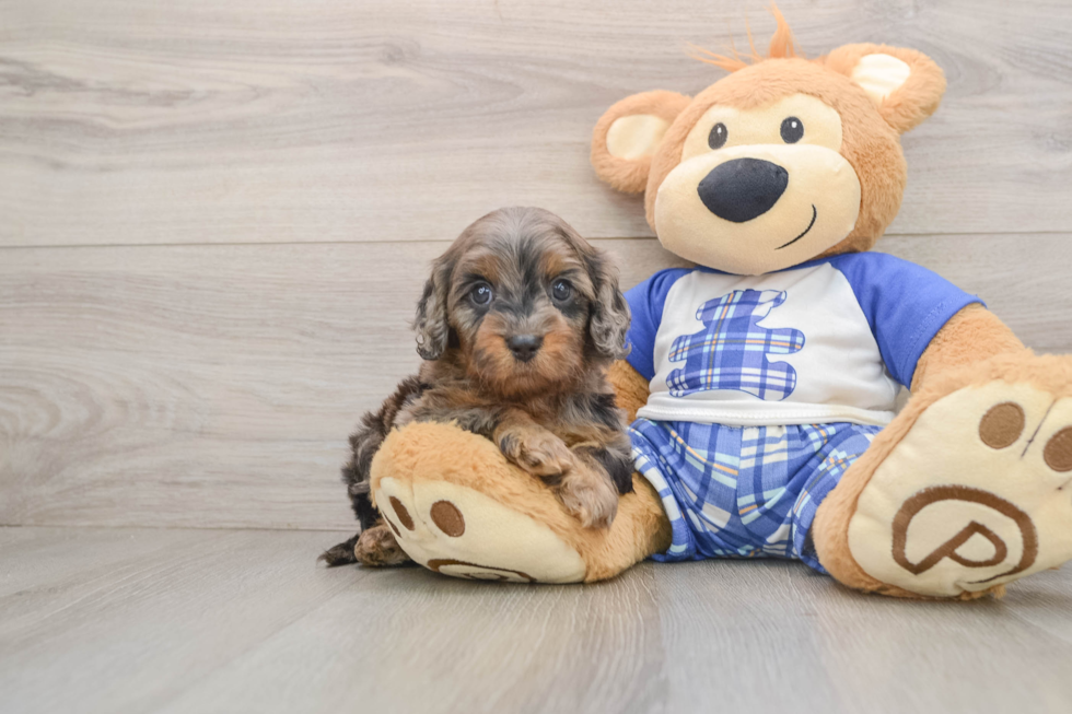 Smart Cavapoo Poodle Mix Pup