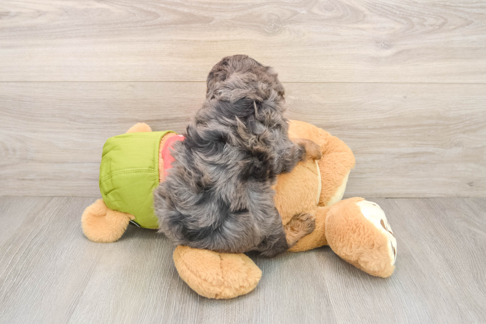 Best Cavapoo Baby