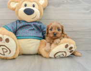 8 week old Cavapoo Puppy For Sale - Florida Fur Babies