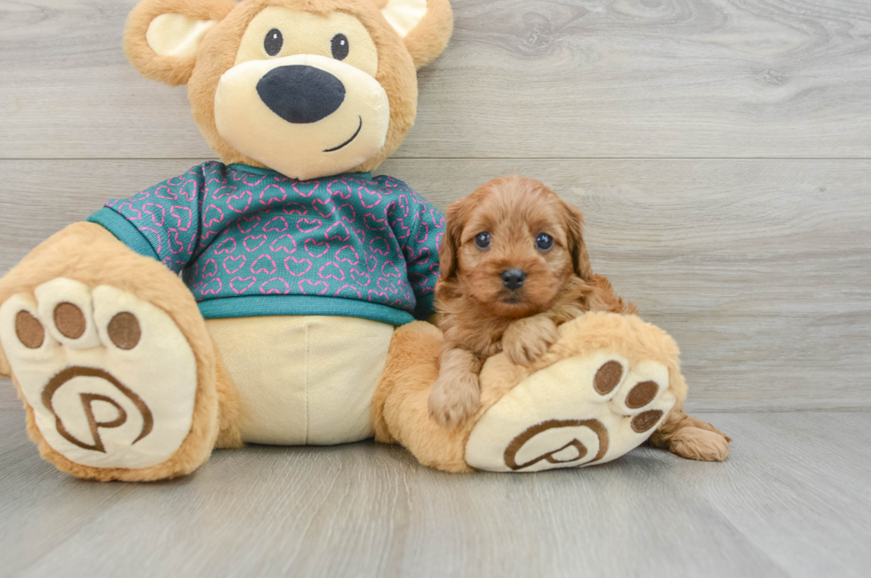 6 week old Cavapoo Puppy For Sale - Florida Fur Babies