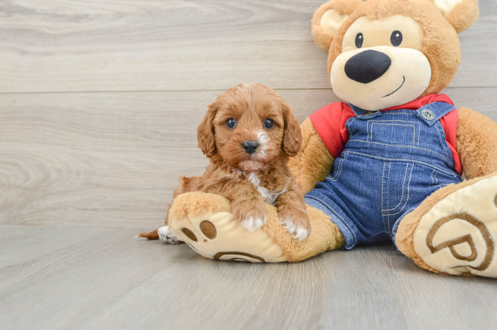5 week old Cavapoo Puppy For Sale - Florida Fur Babies