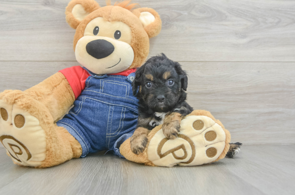 6 week old Cavapoo Puppy For Sale - Florida Fur Babies