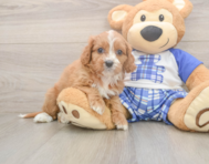 7 week old Cavapoo Puppy For Sale - Florida Fur Babies