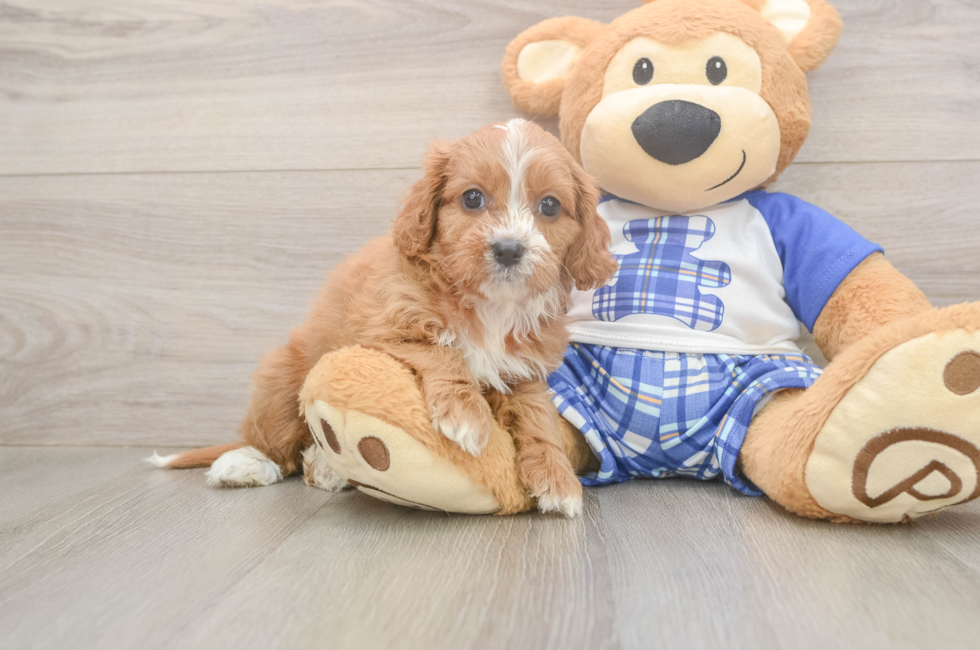 5 week old Cavapoo Puppy For Sale - Florida Fur Babies