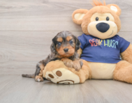 8 week old Cavapoo Puppy For Sale - Florida Fur Babies