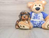 8 week old Cavapoo Puppy For Sale - Florida Fur Babies