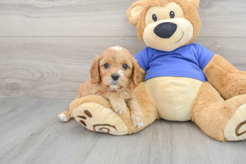 Best Cavapoo Baby