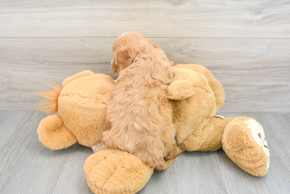 Cavapoo Puppy for Adoption