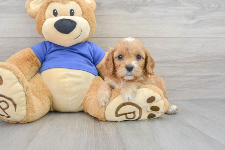 Smart Cavapoo Poodle Mix Pup