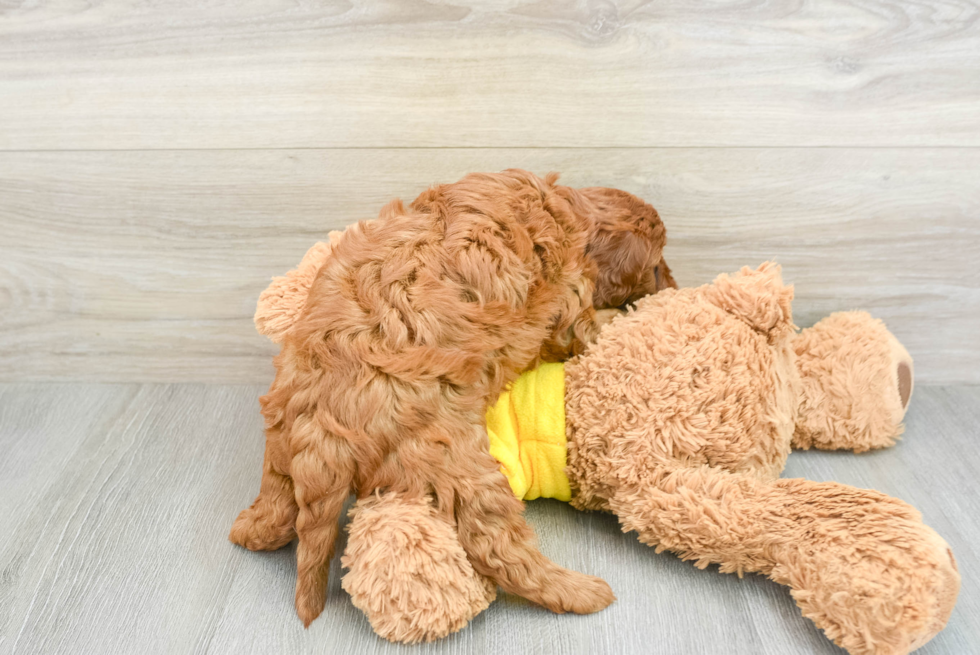 Hypoallergenic Cavadoodle Poodle Mix Puppy