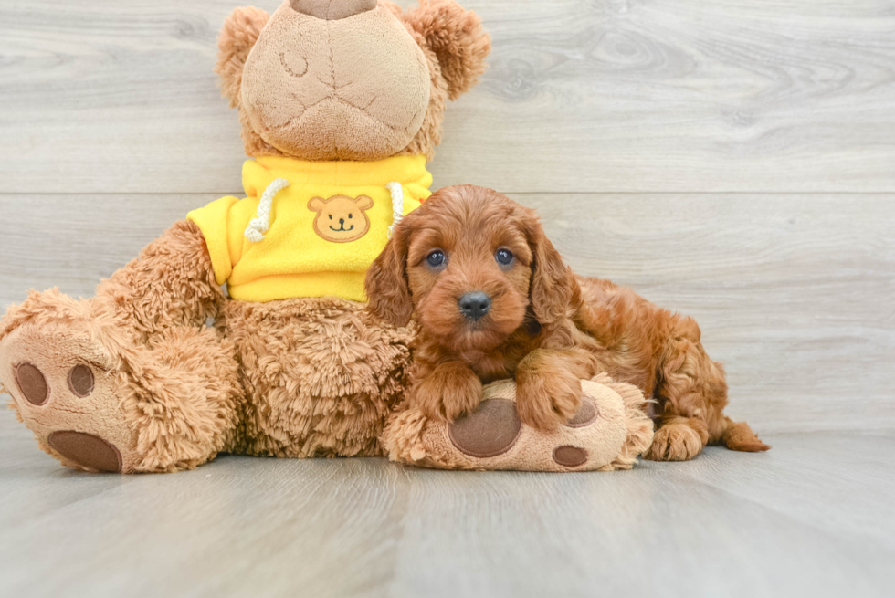 Cavapoo Puppy for Adoption