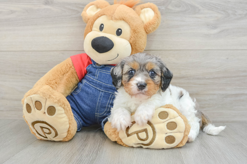 5 week old Cavapoo Puppy For Sale - Florida Fur Babies